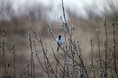 Emberiza schoeniclus