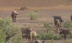 Syncerus caffer brachyceros