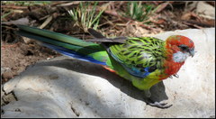 Platycercus eximius diemenensis