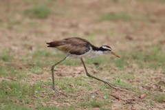 Jacana jacana hypomelaena