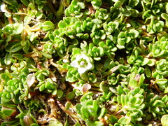 Wahlenbergia peruviana