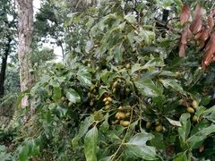 Cryptocarya bhutanica