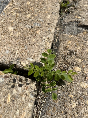 Styphnolobium japonicum