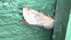 Orthosia hibisci