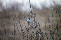Emberiza schoeniclus