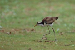 Jacana jacana hypomelaena