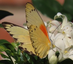 Belenois thysa thysa