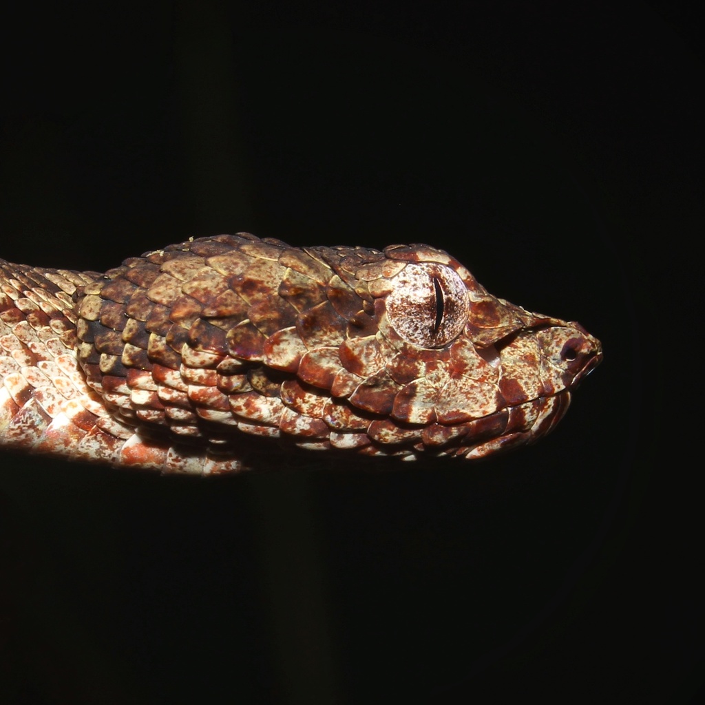 Anamala Pit Viper