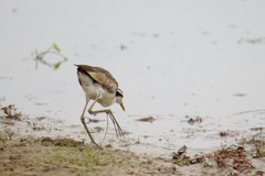 Jacana jacana hypomelaena