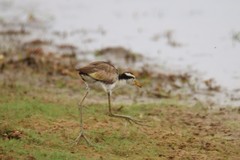 Jacana jacana hypomelaena