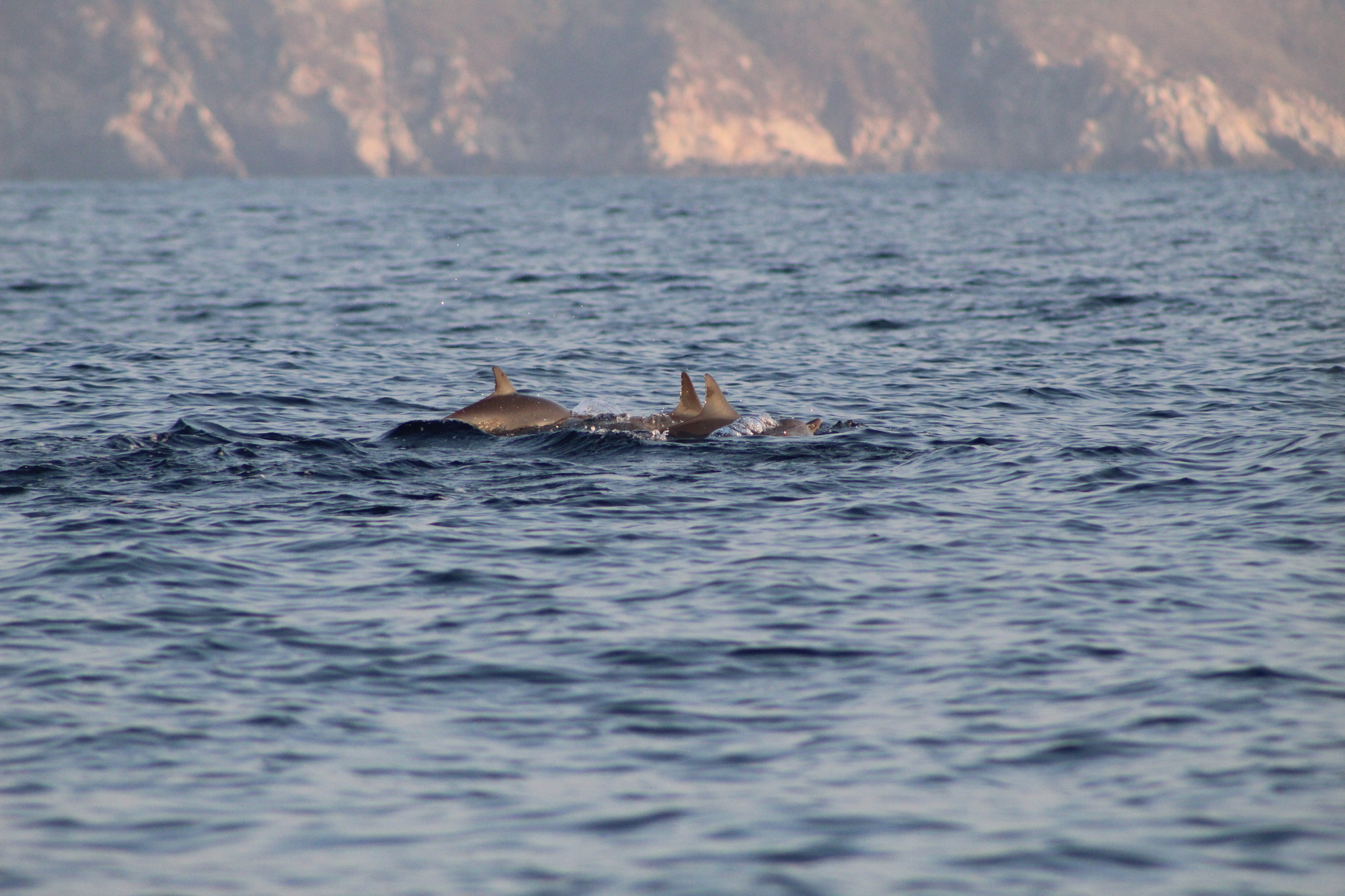 Delphinus delphis