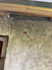 Gasteracantha falcicornis