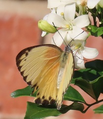 Belenois thysa thysa