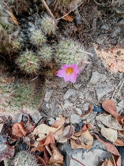 Cochemiea mazatlanensis, photograph author not stated, no rights reserved