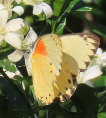 Belenois thysa thysa