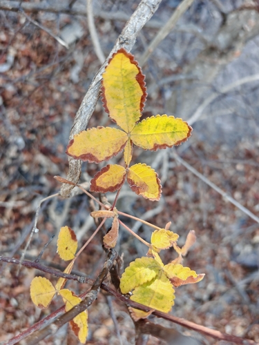 Bursera excelsa