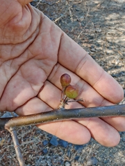 Bursera excelsa, photograph author not stated, no rights reserved