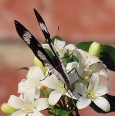Hypolimnas anthedon wahlbergi
