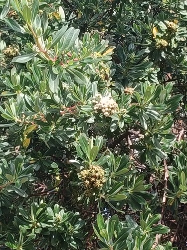 Escallonia resinosa, photograph 3