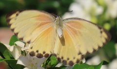 Belenois thysa thysa