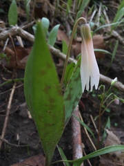 Erythronium albidum