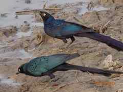 Lamprotornis caudatus