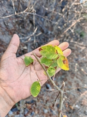 Bursera excelsa, photograph author not stated, no rights reserved