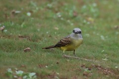 Tyrannus melancholicus