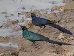 Lamprotornis caudatus