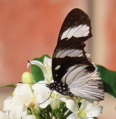 Hypolimnas anthedon wahlbergi