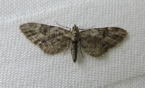 Eupithecia rotundopuncta photo 4