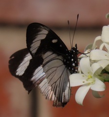 Hypolimnas anthedon wahlbergi