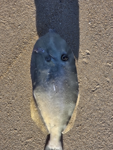 Aluterus monoceros