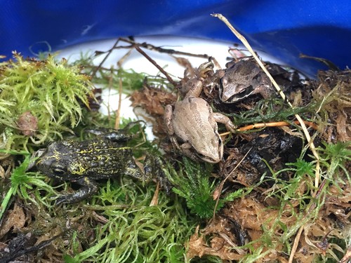 Boreal Chorus Frog (Pseudacris maculata), a species recorded in Utah