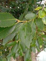 Laurelia sempervirens, photograph (c) David Gutiérrez, some rights reserved (CC BY)