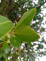 Laurelia sempervirens, photograph (c) David Gutiérrez, some rights reserved (CC BY)