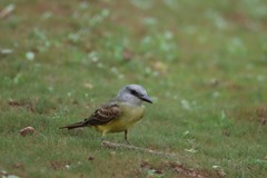 Tyrannus melancholicus