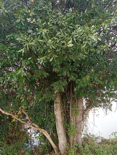 Laurelia sempervirens, photograph 6
