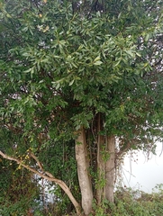 Laurelia sempervirens, photograph (c) David Gutiérrez, some rights reserved (CC BY)