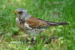 Turdus pilaris