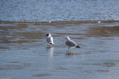 Larus canus