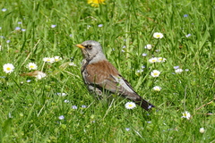 Turdus pilaris