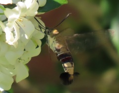 Cephonodes hylas virescens