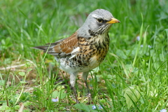 Turdus pilaris