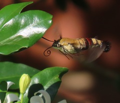 Cephonodes hylas virescens