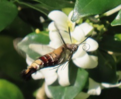 Cephonodes hylas virescens