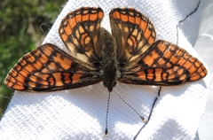 Euphydryas intermedia