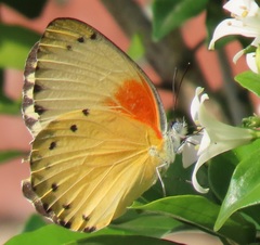 Belenois thysa thysa