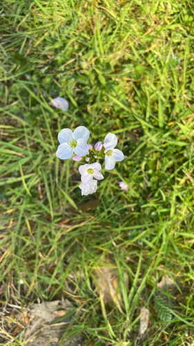 Cuckooflower