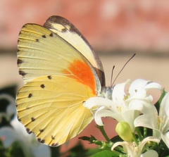 Belenois thysa thysa
